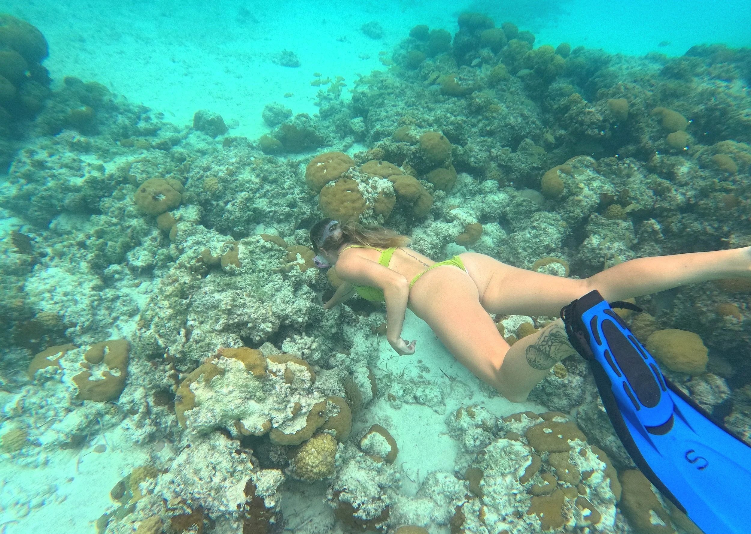   Lots of coral death :(  