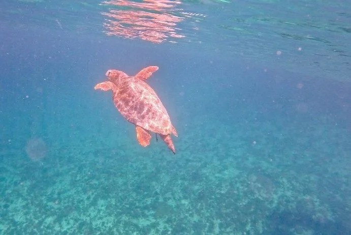  But perhaps the most awe-inspiring encounter was with the largest, oldest, and most prehistoric-looking Loggerhead turtle I had ever seen. This Loggerhead was a remarkable sight to behold. It might not look enormous in the picture, but imagine a fully grown man in a cannonball position, and that would just about cover the shell.  