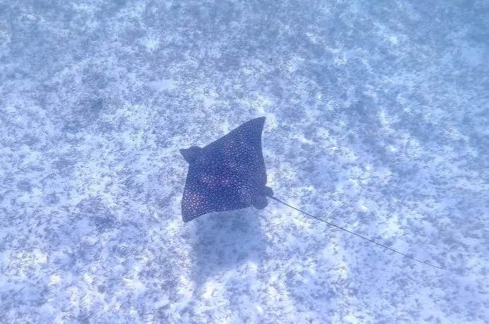   And then there was this magnificent Eagle Ray, a rare sight during our trip. We swam around with it for a few minutes, its white cheetah-like spots glistening in the sunlight.  