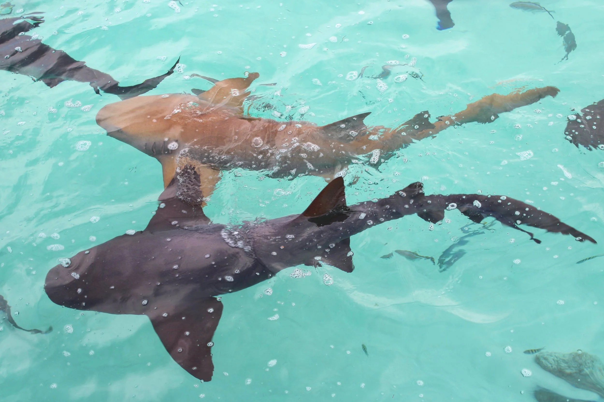   The Nurse Sharks, for instance, were fascinating. They mostly rested beneath something providing shade and were incredibly docile as they drifted in the shallow waters.  